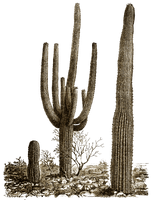 Cactus Photos - Free PNG