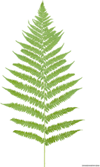 Transparent Fern Plant Leaves - Transparent Background Fern Png