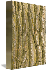 Tree Bark Texture Vertical - Bark Png