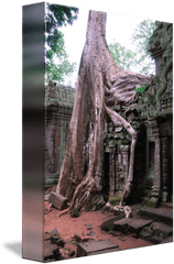 Tree Roots Overgrowing A Wall In Prohm Cambodia By Nigel Taylor - Angkor Wat Png