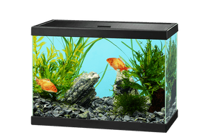 Fish Tank Aquarium Free PNG HQ