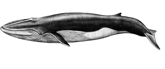 The Atavist Magazine - Sei Whale Png,Among The Baganda People Of Uganda