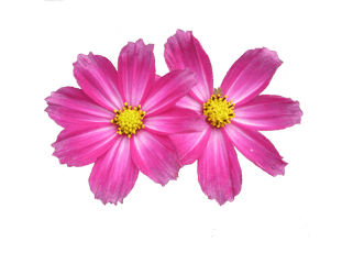 Download Flower Background Png Image With No - Flower Background