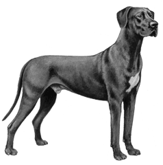 Great Dane - Danes Png