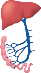 Our Portal Vein Gateway To The Liver - Gesundheit Nutrition Nutrition Portal Vein Png