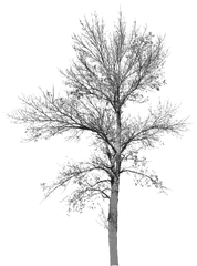 Tree With No Leaves Background Bare - Cut Out Tree No Leaves Png