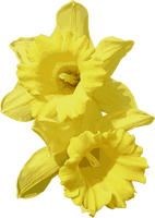 Daffodils Transparent - Free PNG