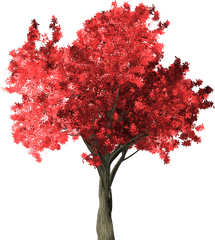 Zelkova Serrata Tree Red Png Japanese Maple