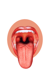 Download Human Tongue Png Image - Tongue With Taste Buds