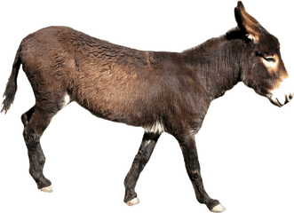 Donkey Png - Donkey With Transparent Background