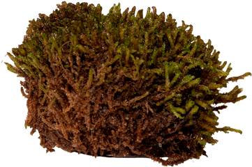 Download Scorpion Moss - Pond Pine Png