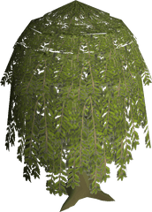 Willow Tree - Umbrella Png