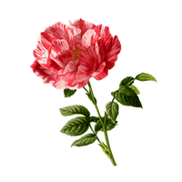 Vector Flower Artwork Free HQ Image - Free PNG