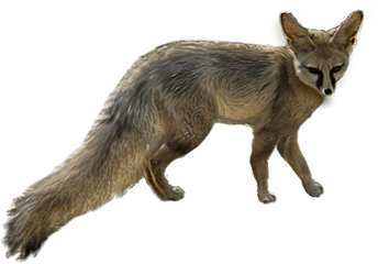 Blandfords Fox - Fox Png
