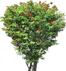Fruit Tree Png 2 Image - Small Flower Tree Png