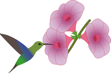 Colibri Bird Picking - Animado Colibri Y Flor Dibujo Png