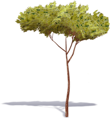 Stone Pine Tree 1 Plants Free Bim Object For Cinema 4d - Stone Pine Png