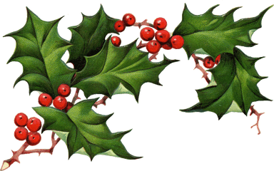 Clip Art Royalty Free Library Png Files - Mistletoe Red Or White