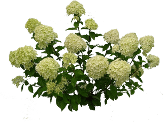 Hydrangea Paniculata Limelight Png - Transparent Hydrangea Bush Png