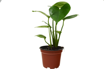 Philodendron Monstera Split - Leaf 4 Pot Free Care Guide Houseplant Png