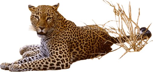 Jaguar Png - Leopard Png Transparent