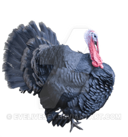 Turkey Png Clipart