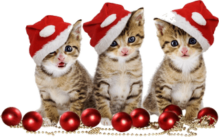 Christmas Kitten Free Download PNG HD