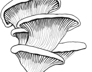 Oyster Mushroom Clipart Png - Oyster Mushroom Black And White