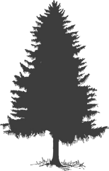 Forest Clipart Tree - Evergreen Trees Silhouette Png