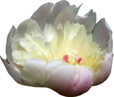 Peonies Picture - Free PNG