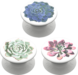 Popminis Cacti Trio - White Mexican Rose Png