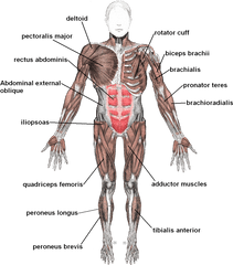 Muscles Anterior Labeled - Muscular System Organs Png