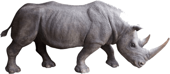 Rhino Png Photo Background