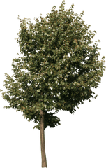 Small City Tree Png