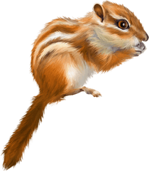 Tree Squirrel Drawing - Tree Squirrel Png