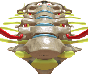 Cervical Spine Bottom View Png