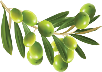 64 Olive Png Images Free To Download - Olive Png