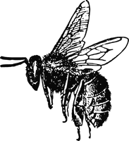 Honey Vector Bee PNG Free Photo