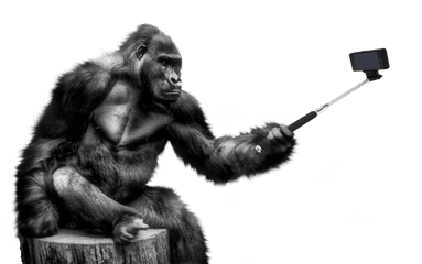 Download Gorilla Png Image For Free - Gorilla Png