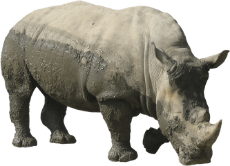 Rhinoceros Png Transparent Images - Rhino Png