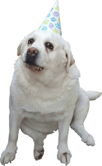 Doggo - Png6png Doggo Png