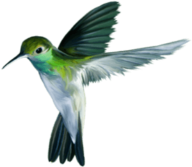 Bird Download Free Png Play - Hummingbird