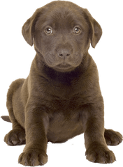 Download Free Png Cute - Chocolate Lab Valentine