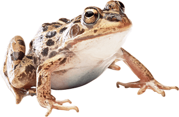 Brown Frog Transparent Png - Wood Frog Transparent Background