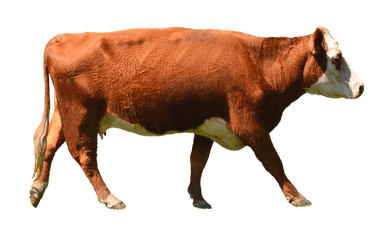 Download Free Png Cow Hd Transparent Hdpng Images - Transparent Background Brown Cow Png