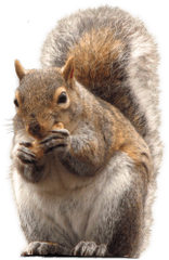 Squirrel Png Images - Squirrel In Bowl