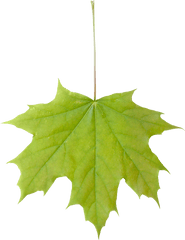 Vegetation Base Texture Pack - Leaf Png