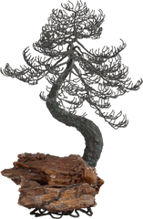 Bonsai Tree Png - Bonsai