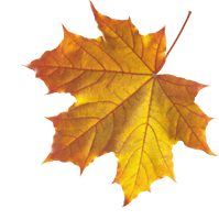 Realistic Autumn Fall Leaves - Free PNG