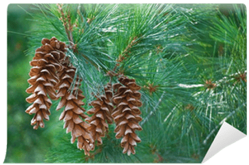 Pine Cones Hanging From A Tree Branch Wall Mural U2022 Pixers We Live To Change - Pine Cones Hanging On Tree Png